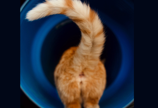 Fenomene stranii. O pisicuță a fost născută cu DOUĂ FEȚE. Animalul sfidează șansele de supraviețuire și bea lapte din ambele guri / Foto: Unsplash
