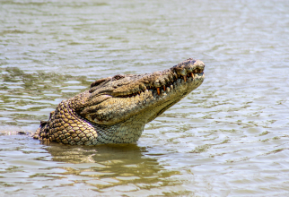 O înregistrare video șocantă arată cum turiștii din Australia ignoră avertismentele privind crocodilii de pe malul unui râu infestat / Foto: Unsplash