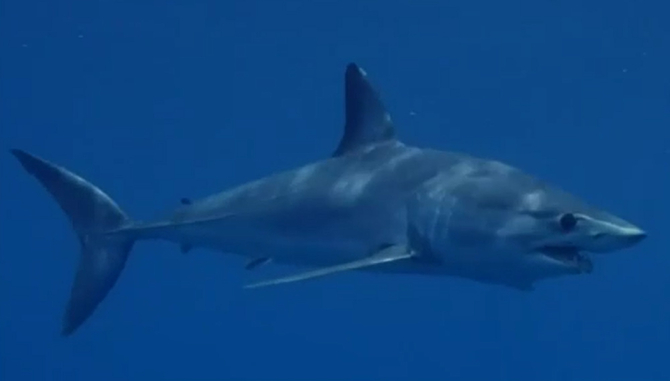 Cel mai rapid rechin din lume, surprins aproape de o plajă aflată lângă Barcelona. Mai multe plaje au fost închise