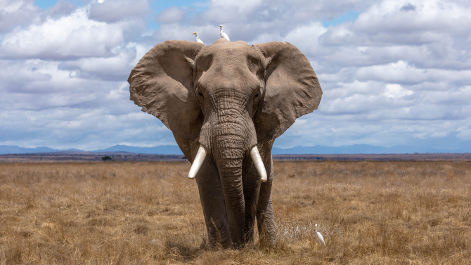 Unul dintre cei mai bătrâni elefanți din lume, Tricia, a murit la vârsta de 65 de ani într-o grădină zoologică din Australia / Foto: Unsplash
