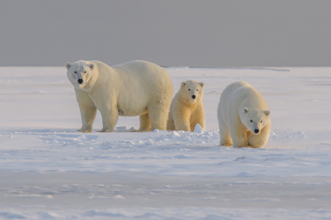 Schimbările climatice determină urșii polari să se hrănească cu gunoaie / Foto: Unsplash
