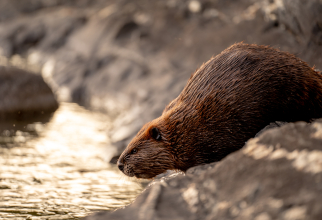 Castorii ajută Marea Britanie să lupte cu seceta. Barajele create de animale mențin zonele umede  / Foto: Unsplash