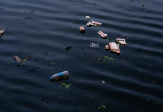 Ministrului Mediului: Poluarea din râul Oder ar putea afecta peştii din Marea Baltică  / Foto: Unsplash
