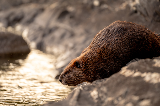 Castorii ajută Marea Britanie să lupte cu seceta. Barajele create de animale mențin zonele umede  / Foto: Unsplash