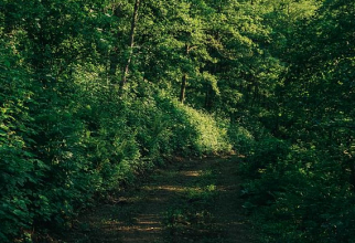 Adolescent român, plecat la cules de ciuperci, rătăcit în pădure. Sursa - Pexels