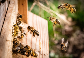 Știai cât de valoros este veninul de albine? Cel mai recent studuiu arată că ar putea ucide celulele canceroase la sân / Foto: Unsplash