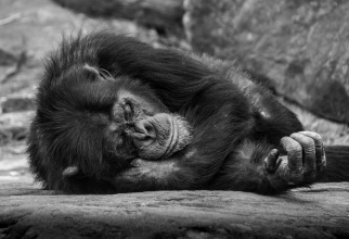Fana, cea mai bătrână membră a unui trib de cimpanzei pe cale de dispariție, a murit în Guineea la vârsta de 71 de ani / Foto: Unsplash