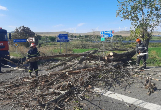 Vremea face ravagii în țară. Zeci de copaci, doborâți de vânt peste mașini în București, Constanța și Tulcea. Sursa foto: ISU Tulcea 