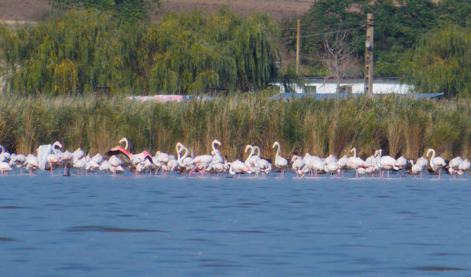 pasari-flamingo-delta-dunarii-2