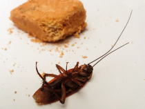 Gândacii de bucătărie, o problemă enervantă. Scapă pentru totdeauna de insecte, cu aceste metode eficiente. Sursa - pixabay.com