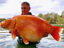 Un pescar britanic a prins unul dintre cei mai mari peștișori aurii din lume / Foto: Facebook
