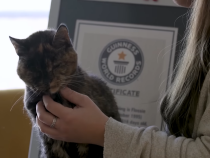 Câți ani are felina care a câștigat recordul mondial Guinness pentru cea mai bătrână pisică de pe planetă / Foto: Captură video youtube