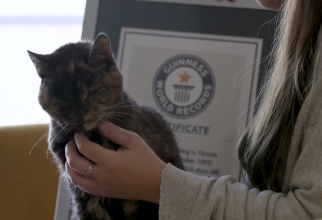 Câți ani are felina care a câștigat recordul mondial Guinness pentru cea mai bătrână pisică de pe planetă / Foto: Captură video youtube