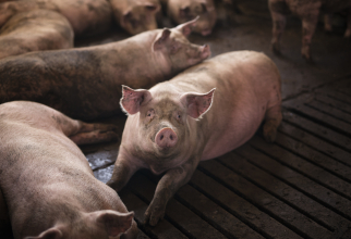 Ce reguli trebuie să respecte românii pentru tăierea porcului în 2022