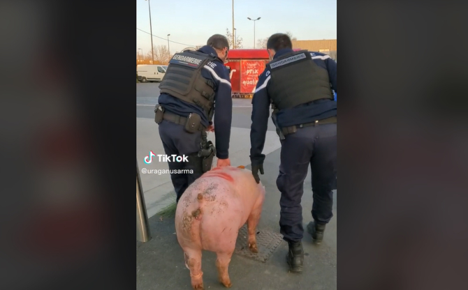 Jandarmeria franceză a confiscat un porc de la românii care se pregăteau să-l sacrifice. Imaginile zilei - VIDEO