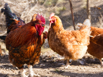 Alertă de gripă aviară în România. Măsuri împotriva răspândirii H5N1: Valul epidemic continuă să afecteze Europa