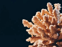Foto: Unsplash