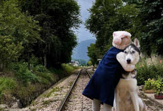 Italia. Fetiță româncă de cinci ani, salvată de câinele ei de pe calea ferată, după ce a dispărut de acasă / Foto: Unsplash