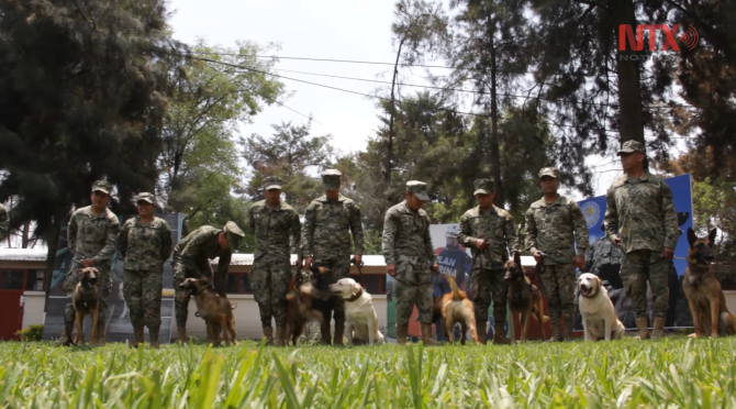 Faimoșii câini salvatori mexicani cu ochelari de protecție, detașați pentru o misiune eroică la cutremurul din Turcia / Foto: Captură video youtube