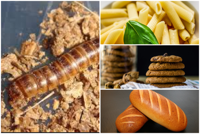 Larva gândacului de bălegar este a patra insectă aprobată ca aliment în UE. În ce alimente se poate adăuga