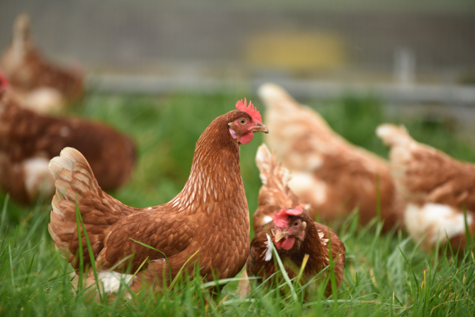 Gripa aviară determină lumea să se orienteze către vaccinarea păsărilor. UE are o strategie de vaccinare / Foto: Unsplash
