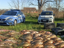 Polițiștii italieni au confiscat peste 600 de kilograme de pește