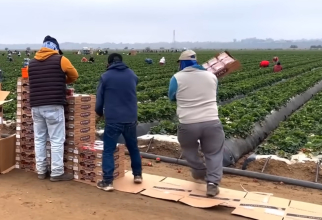 „Lucram toată luna, mă plăteau doar 16 zile”. Abuzurile asupra muncitorilor din fermele de căpșuni din Spania „Toată lumea profită de situația noastră”
