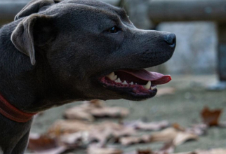 Un român a fost amendat pentru că şi-a lăsat câinele periculos în stradă. Sursa foto: freepik.com
