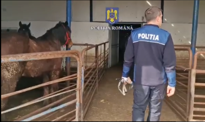 Mai mulți români ucideau ilegal cai și exportau carnea în Italia