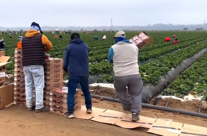 „Lucram toată luna, mă plăteau doar 16 zile”. Abuzurile asupra muncitorilor din fermele de căpșuni din Spania „Toată lumea profită de situația noastră”