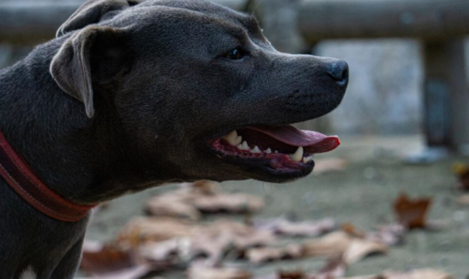 Un român a fost amendat pentru că şi-a lăsat câinele periculos în stradă. Sursa foto: freepik.com
