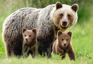 Ursoaică cu pui, relocată din zona Dealului Şumuleu, unde se desfăşoară pelerinajul de Rusaliile Catolice. Sursa foto: freepik.com