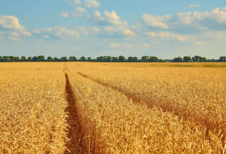 România, al doilea mare exportator de grâu din Uniunea Europeană în 2022. Sursa foto: freepik.com