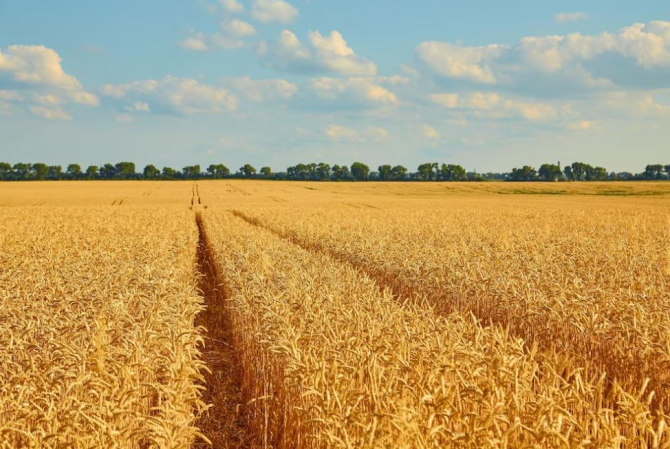 România, al doilea mare exportator de grâu din Uniunea Europeană în 2022. Sursa foto: freepik.com