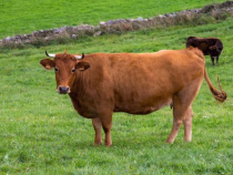 Vaci de rasă furate de pe un câmp. Hoții erau dotați cu un camion cu lift. Sursa foto: freepik.com