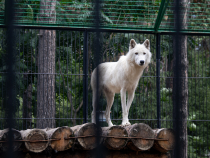 Fetiță mușcată de lup la Grădina Zoologică din Sibiu: Importanța respectării regulilor de siguranță / Foto: Unsplash