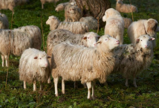 O turmă de oi înfometate din Grecia a mâncat peste 100 de kilograme de marijuana după furtună. "Au avut un comportament ciudat" / Foto: Twitter
