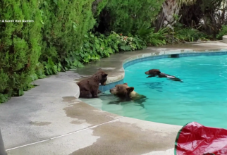 Nu au mai suportat căldura! O ursoaică și puii săi au intrat în piscina unei case - VIDEO / Foto: Captură video youtube