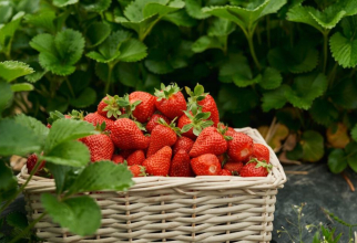 Hrănește tufele de căpșuni toamna și bucură-te de o roadă bogată anul viitor. Sfaturile experților. Sursa foto: freepik.com