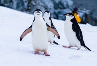 Antarctica este în căutare de patru persoane pentru unul dintre cele mai uimitoare joburi: număratul de pinguini / Foto: Unsplash