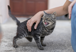 Un român din Italia a fost salvat de la moarte de pisica sa
