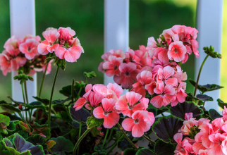 Grădinarii cu experiență folosesc semințele de in pentru înflorirea luxuriantă a plantelor de interior. Sursa - pixabay.com