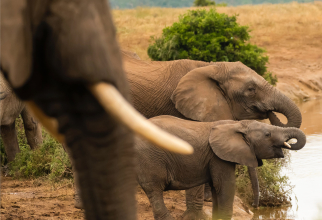 Seceta din Zimbabwe a ucis cel puțin 100 de elefanți. Expert - Schimbările climatice amenință conservarea resurselor naturale ale regiunii. Sursa - Pexels