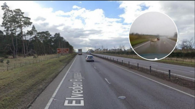 Autostrada din Anglia, blocată de reni (sursa foto: edp24)