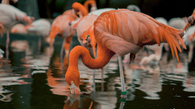 Mii de flamingo s-au stabilit în estul Spaniei, fermierii se tem pentru recolta de orez paella. Sursa - Pexels