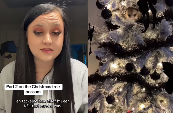O tânără a descoperit un oaspete nedorit în pomul de Crăciun - Cum ai ajuns în casa mea 