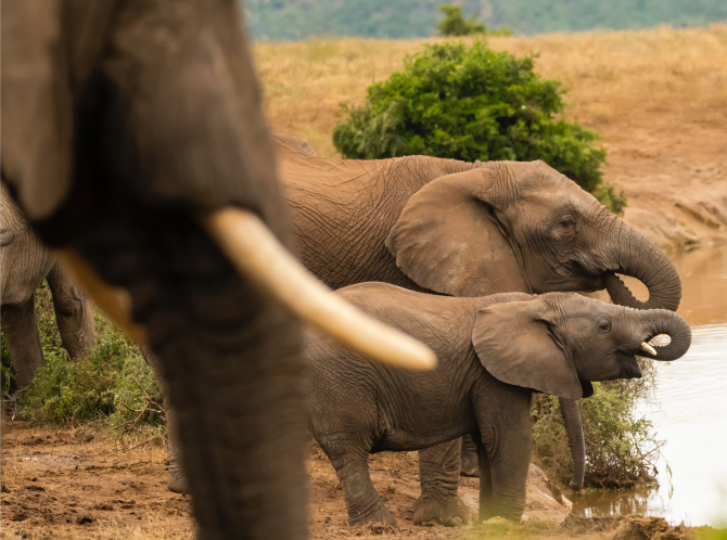 Seceta din Zimbabwe a ucis cel puțin 100 de elefanți. Expert - Schimbările climatice amenință conservarea resurselor naturale ale regiunii. Sursa - Pexels