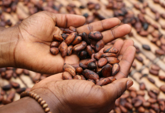 Prețul la cacao atinge noi maxime istorice: 10.000 de dolari pe tonă / Foto: Unsplash