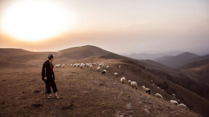 Cioban la oi în Italia pe un salariu de peste 1000 de euro: „Dacă m-aș naște din nou, m-aș face tot cioban” / Foto: Unsplash