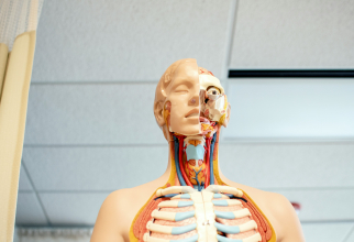 Oamenii de știință au descoperit din întâmplare un organ nou în corpul uman / Foto: Unsplash